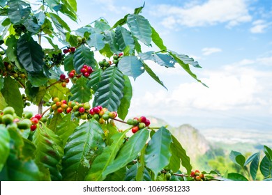 Fresh Arabica Coffee Bean On Tree At Mountain Northern Of Thailand.