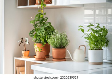 Fresh aromatic garden herbs in terracotta pot in the kitchen. Seedling of herbal plants for healthy cooking - thyme and mint. Home gardening and cultivation