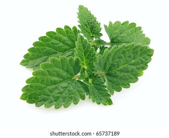 219 Melisa plant Images, Stock Photos & Vectors | Shutterstock