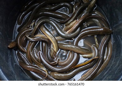Fresh Asian swamp eels (Monopterus albus) on sale in Kelantan, Malaysia. 