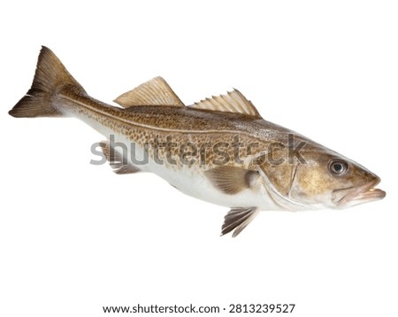 A fresh Atlantic cod fish isolated on white transparent background.