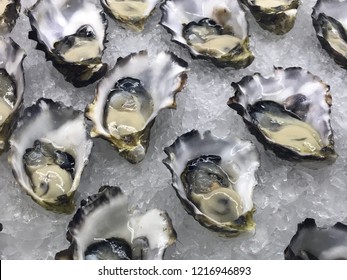 Fresh Australian Oysters On Ice