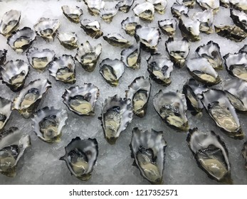 Fresh Australian Oysters On Ice