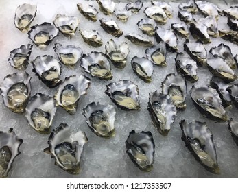 Fresh Australian Oysters On Ice