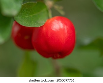 Fresh Australian Sweet Cherry Or Acerola Cherry On A Branch In Plant Farm. In Thailand Called  