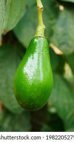 Fresh Avacado In The  Tree