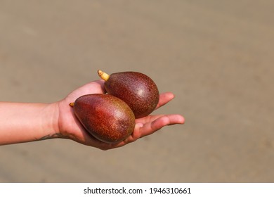 Fresh Avocados In The Hands Of Women Selling Fruit In Rural Thailand Look Delicious. The Fruit Has Many Health Benefits And Is Famous For Its Medical Practice.