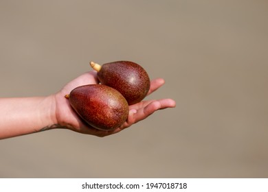 Fresh Avocados In The Hands Of Women Selling Fruit In Rural Thailand Look Delicious. The Fruit Has Many Health Benefits And Is Famous For Its Medical Practice.