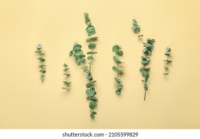 Fresh Baby Blue Eucalyptus Branches On Color Background