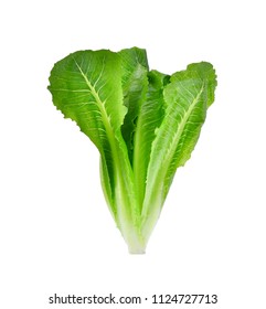 13,251 Baby leaf lettuce Images, Stock Photos & Vectors | Shutterstock