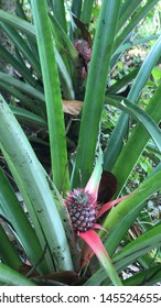 Fresh Baby Pinapple And Tree