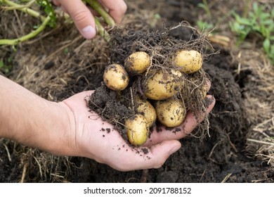 Fresh Baby Potato Crop with earthworm Just Dug Out Of The Ground in farm. man holding dirty potatoes harvest in garden  - Powered by Shutterstock