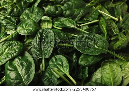 Fresh baby spinach leaves under the bright light on the big pile, full frame, textured close up