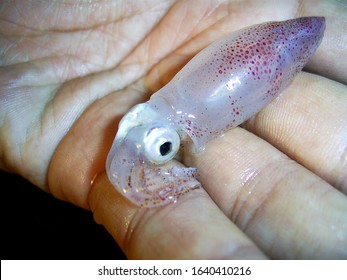 Fresh Baby Squid In Hand.