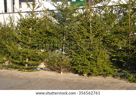 Fresh Balsam Fir Christmas Trees Sale Stock Photo Edit Now