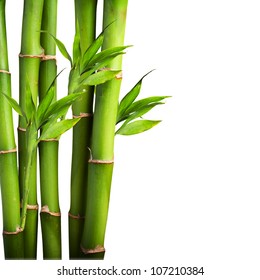 Fresh bamboo isolated on white background