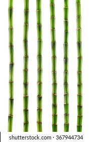 Fresh bamboo isolated on white background. Clipping Path