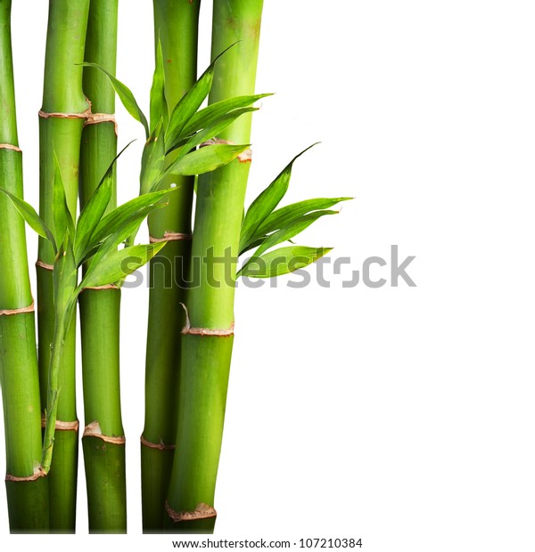 白い背景に新鮮な竹 の写真素材 今すぐ編集