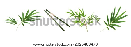 Fresh bamboo leaves and brach collection isolated on white background, Chinese bamboo leaf