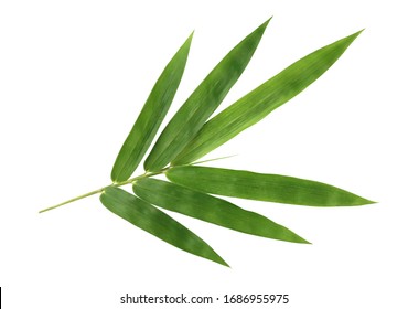 Fresh bamboo leaves isolated on white background.
