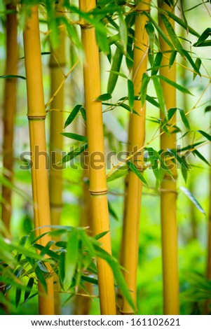 Fresh Bamboo sprouts forest background