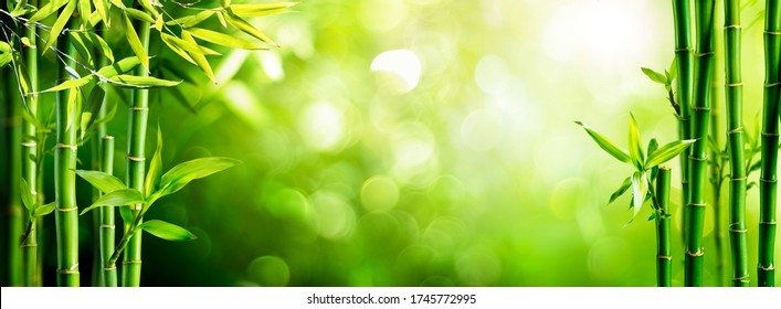 Fresh Bamboo Trees In Forest With Blurred Background
