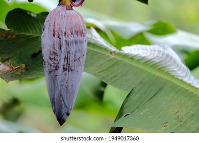 Fresh Banana Flower Plant Or Jantung Pisang In Nature Background