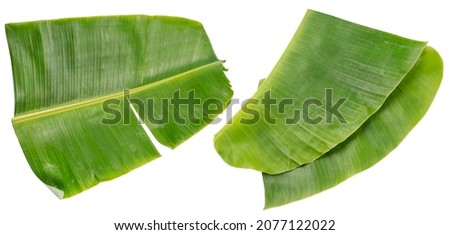 Fresh banana leaf isolated on white background, Banana leaf isolated on white background, With clipping path.