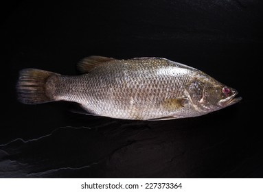 Fresh Barramundi, Silver Perch, White Perch