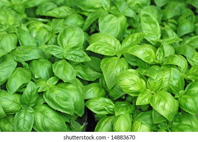 Fresh Basil, Background