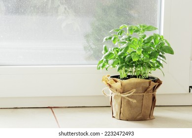fresh basil in a garden pot on a kitchen windowsill - Shutterstock ID 2232472493