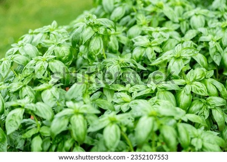 Fresh basil. Green basil leaves. Food background. Organic basil plant. Basil (Ocimum basilicum) is a tender plant, and is used in cuisines worldwide. SHOTLISTeco Zdjęcia stock © 