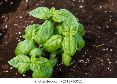 Fresh Basil growiing in a garden