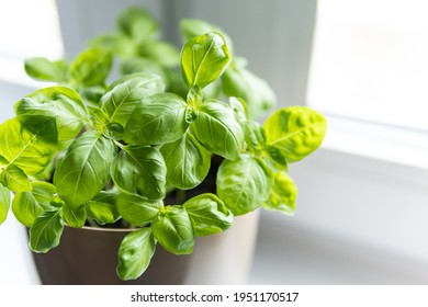 Fresh basil herb in a pot. Indoor plant growing in a pot on a white kitchen windowsill. Dense green leaves of an aromatic herb. Selective focus, copy space. - Powered by Shutterstock