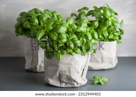 fresh basil herb in pot vegetable garden at home