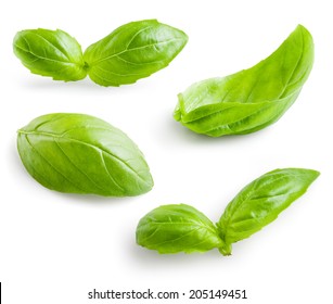 Fresh Basil Isolated On White Background