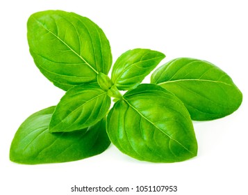 Fresh basil leaf isolated on white background, close up. Basil herb