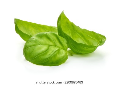 Fresh Basil Leaf Isolated On White Background, Close Up. Basil Herb