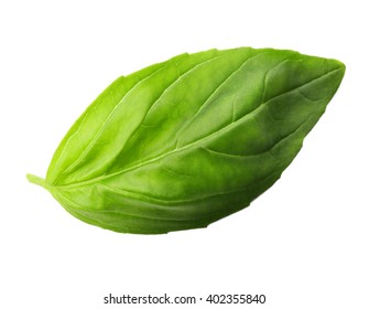 Fresh Basil Leaf Isolated On White