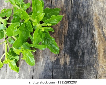 Fresh Basil Leaf Krapao Leaves On Stock Photo 1115283209 | Shutterstock