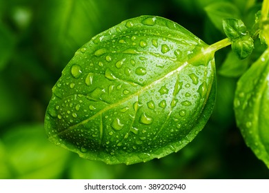 Fresh basil leaf with water drops in a garden