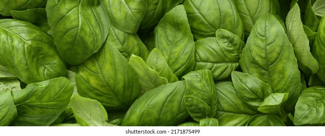 Fresh Basil Leaves As Background