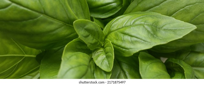 Fresh Basil Leaves As Background, Closeup