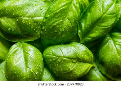 Fresh basil leaves with drops of dew - Powered by Shutterstock