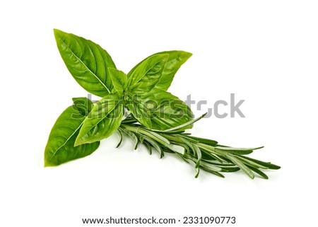 Fresh Basil leaves, Ocimum basilicum, isolated on white background Zdjęcia stock © 