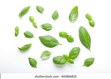 Fresh Basil Leaves On White Background