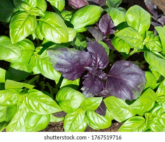 Fresh Basil Leaves. Basil Plant With Green, Purple Leaves Growing In The Garden. Natural Food Background.