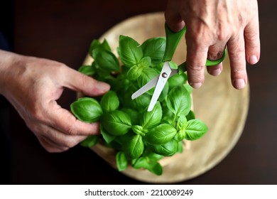 Fresh basil leaves in a pot on a dark background. - Shutterstock ID 2210089249