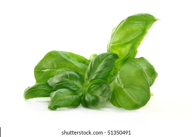 Fresh Basil On A White Background