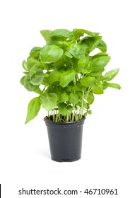 Fresh Basil Plant In Black Pot Isolated On White Background